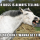Illustration for article titled Nothing Sums Up Work Life Better Than Animal Memes